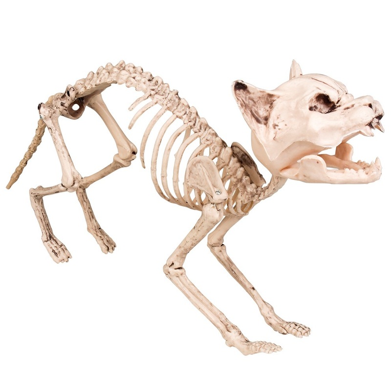 Authentic decorative cat skeleton 60cm