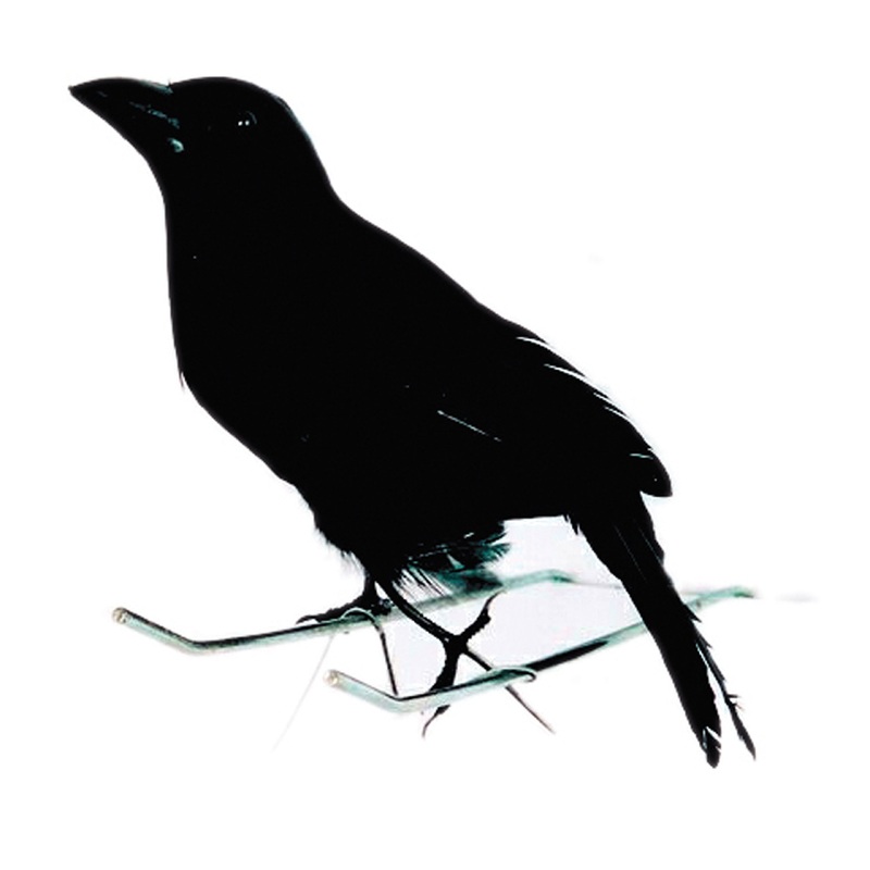 Little black Halloween raven