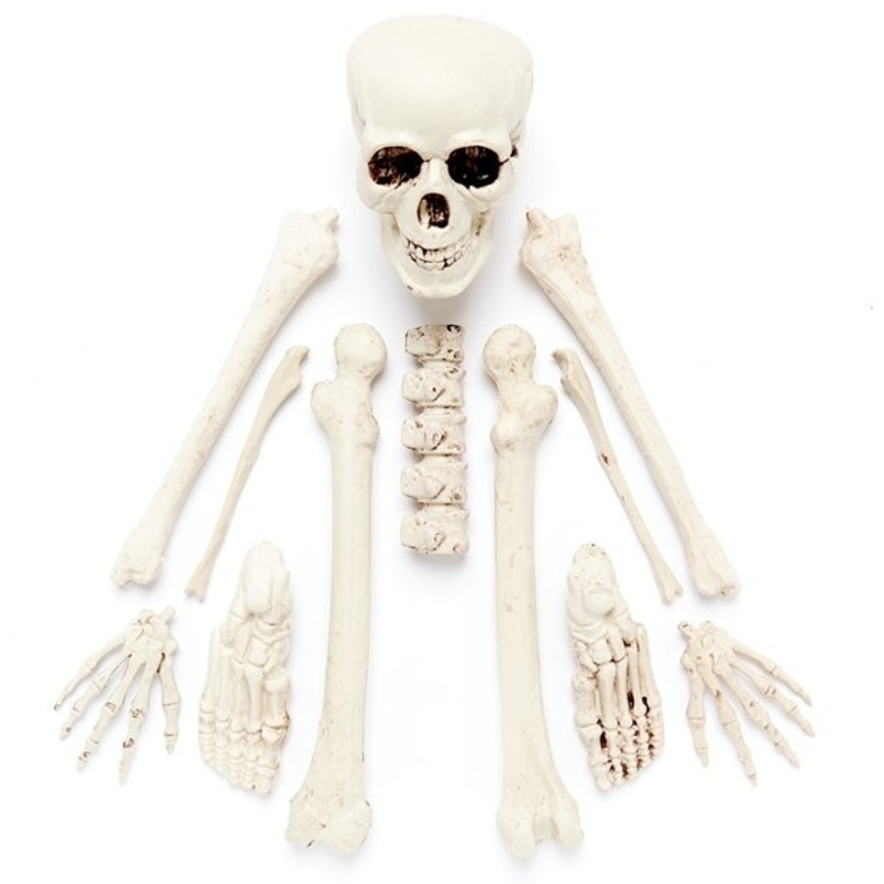 Single skeleton bone parts 12 pieces