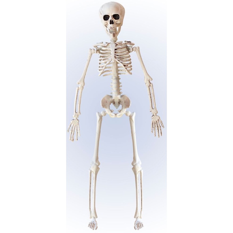 Skeleton decoration figure 40cm