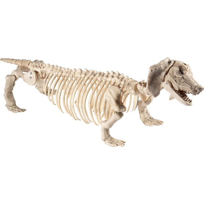 Undead Dachshund Waldi dog skeleton decoration 55cm