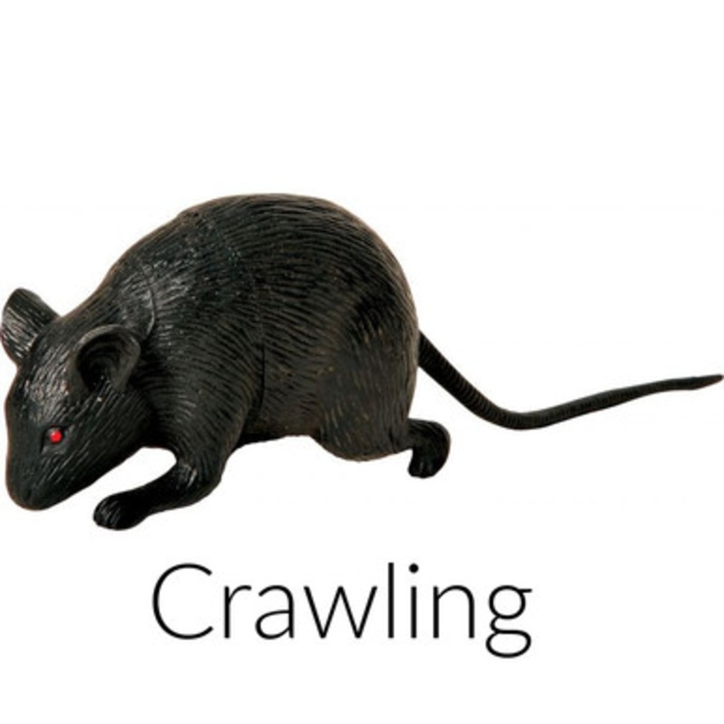 Mini Black Mice Lying