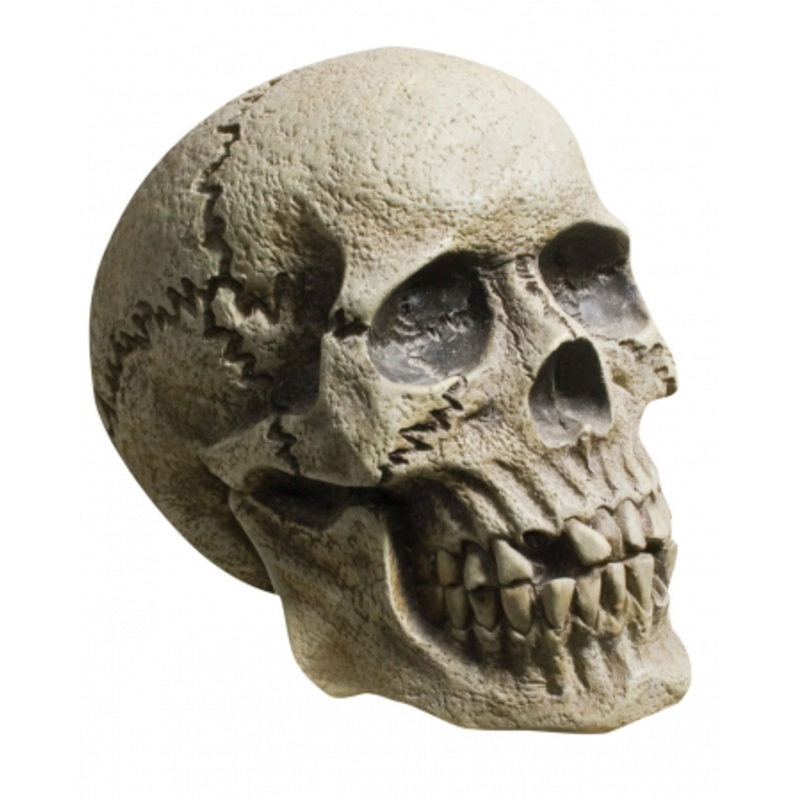 Rotting Skull Skull
