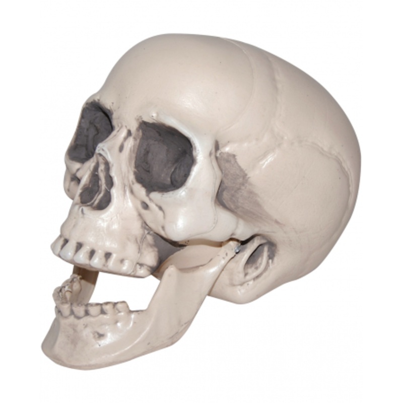 Skull With Movable Lower Jaw