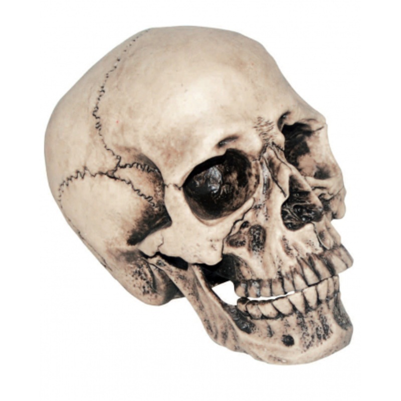 Anthropo Skull