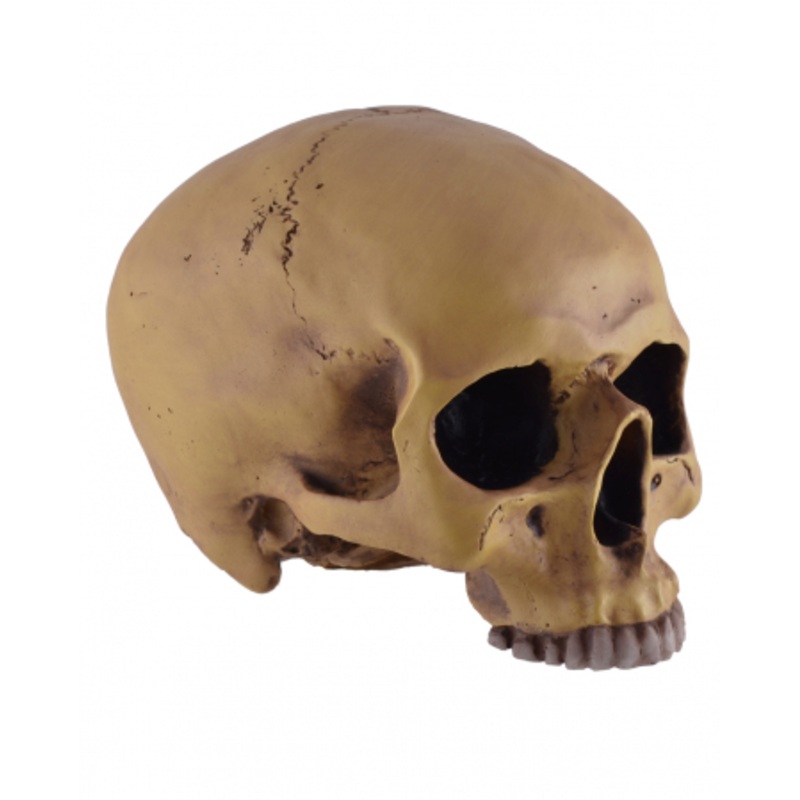 Antique Skull Without Lower Jaw 19cm